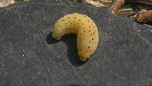 Iphiclides podalirius